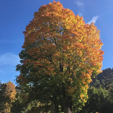 Апартаменти Theresia