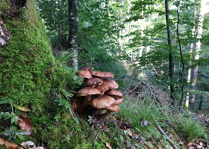 Апартаменти Theresia *