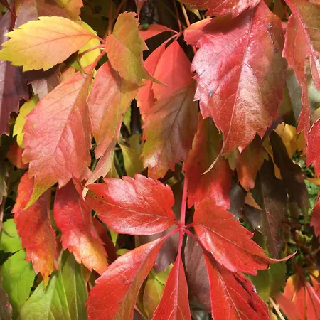Διαμέρισμα Theresia Γκάρμις-Παρτενκίρχεν
