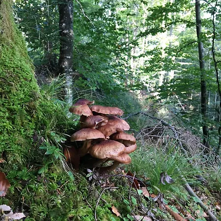 Διαμέρισμα Theresia *